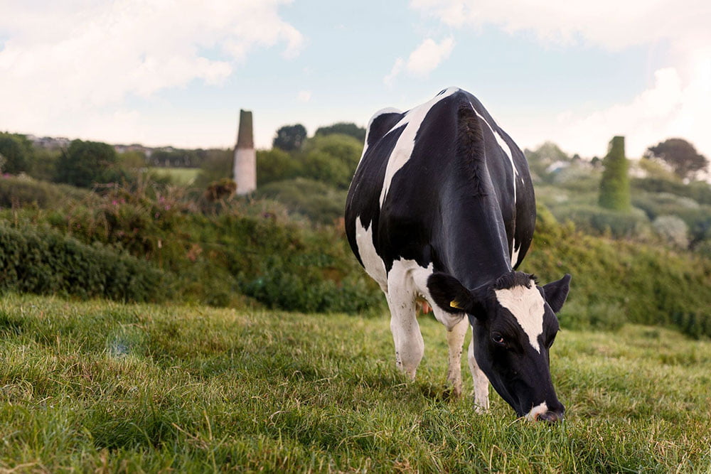 cow in field