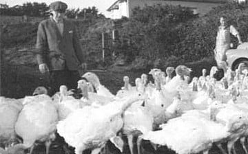Turkeys being farmed at Rodda's